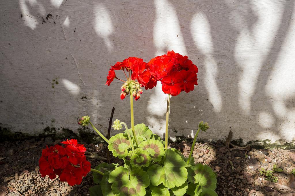 הוילה Ponta Delgada Family House Garden חדר תמונה